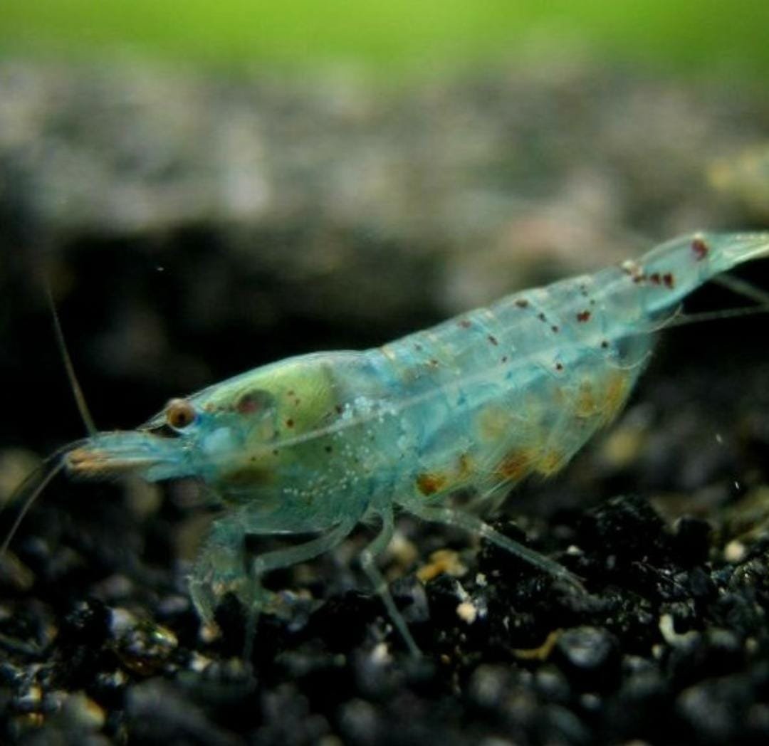 Blue Pearl Palmata ( 5 pcs) - Image 3