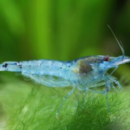 Blue Pearl Palmata ( 5 pcs)