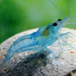 Blue Pearl Palmata ( 5 pcs)