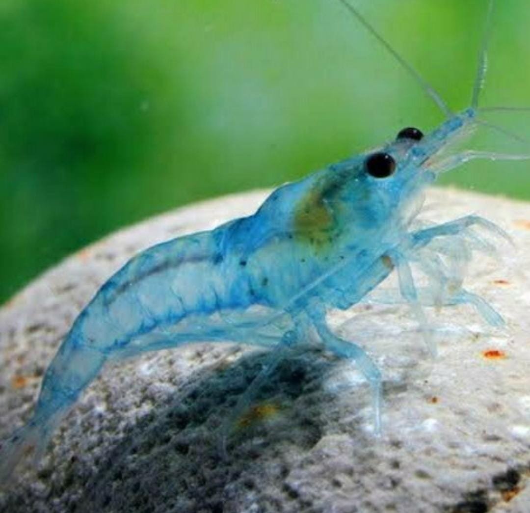 Blue Pearl Palmata ( 5 pcs) - Image 2