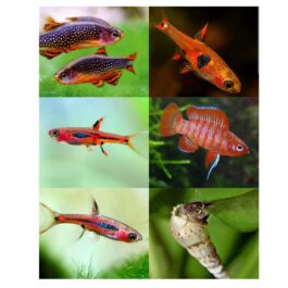 Exotic combo 1 (trumpet snail, strawberry rasbora, pheonix rasbora, mosquito rasbora, galaxy rasbora, scarlet badis)