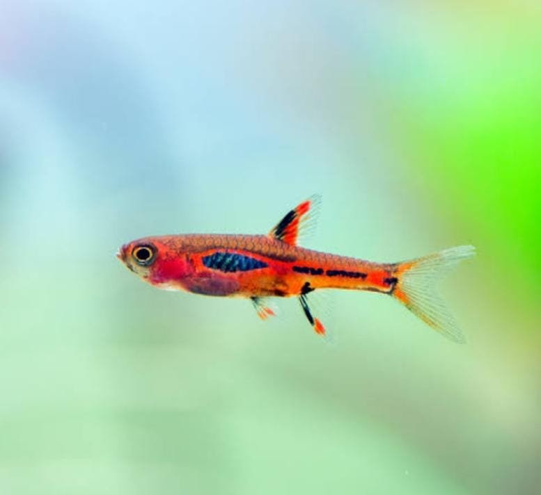 Exotic combo 1 (trumpet snail, strawberry rasbora, pheonix rasbora, mosquito rasbora, galaxy rasbora, scarlet badis) - Image 6