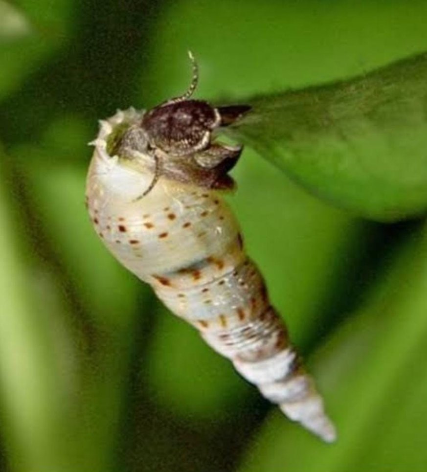 Exotic combo 1 (trumpet snail, strawberry rasbora, pheonix rasbora, mosquito rasbora, galaxy rasbora, scarlet badis) - Image 4