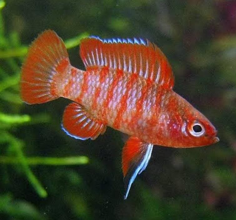 Exotic combo 1 (trumpet snail, strawberry rasbora, pheonix rasbora, mosquito rasbora, galaxy rasbora, scarlet badis) - Image 5