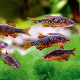 Exotic combo 1 (trumpet snail, strawberry rasbora, pheonix rasbora, mosquito rasbora, galaxy rasbora, scarlet badis)