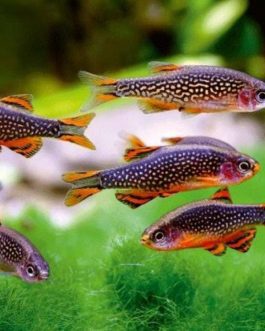 Exotic combo 1 (trumpet snail, strawberry rasbora, pheonix rasbora, mosquito rasbora, galaxy rasbora, scarlet badis)