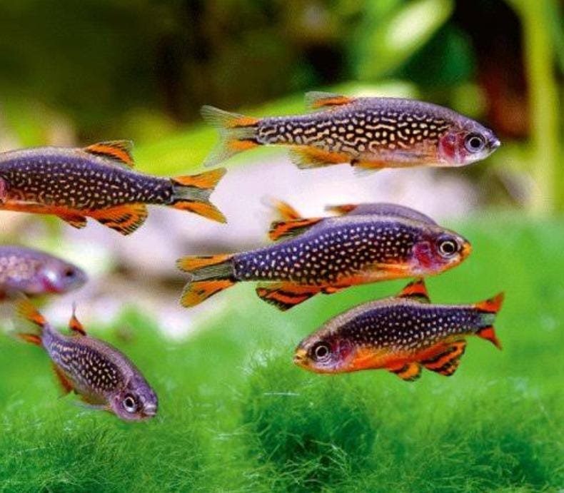 Exotic combo 1 (trumpet snail, strawberry rasbora, pheonix rasbora, mosquito rasbora, galaxy rasbora, scarlet badis) - Image 2