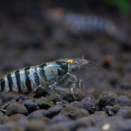 Zebra shrimp /Caridina babaulti premium ( 5 pcs)