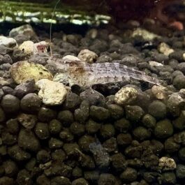 Zebra shrimp /Caridina babaulti ( 5 pair)