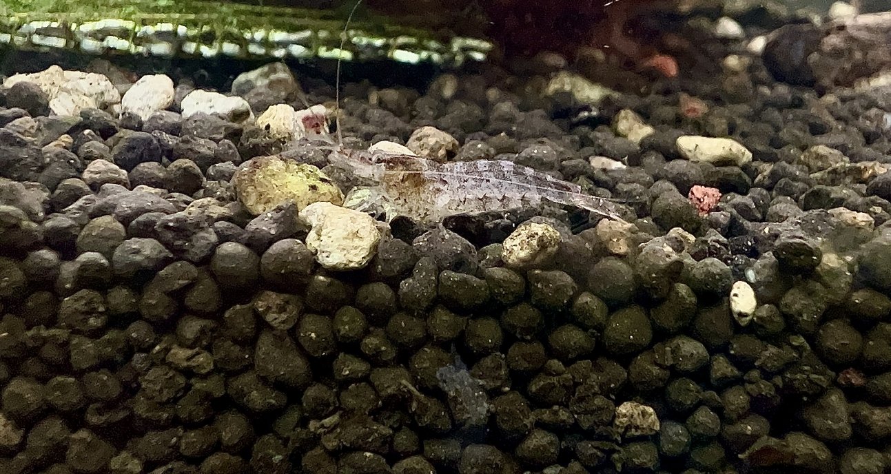 Zebra shrimp /Caridina babaulti ( 5 pair)