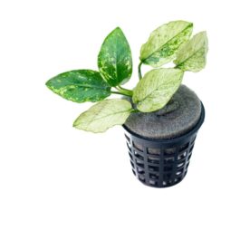 Anubias Pinto (single plant)