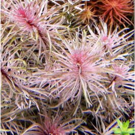 Ludwigia sp white (6 stems)