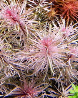 Ludwigia sp white (6 stems)