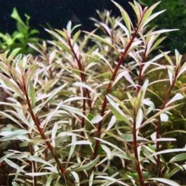 Ludwigia sp white (6 stems)