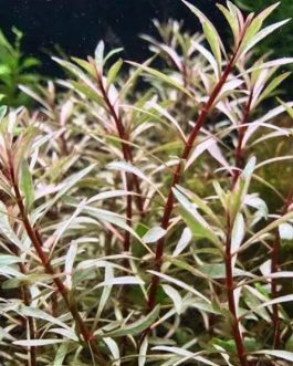Ludwigia sp white (6 stems)