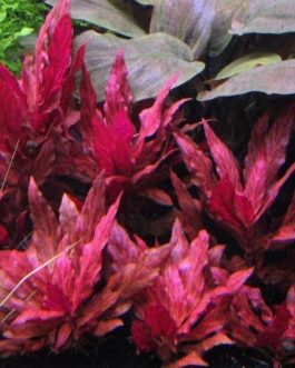 Alternanthera Reineckii Variegated (3 stems)