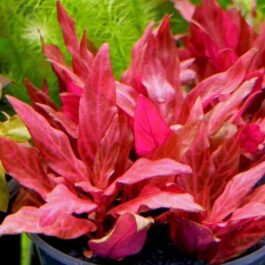 Alternanthera Reineckii Variegated (3 stems)