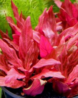 Alternanthera Reineckii Variegated (3 stems)