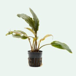 Laganandra keralensis (Large pot)