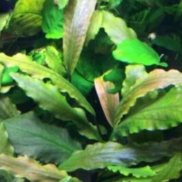 Laganandra keralensis (Large pot)