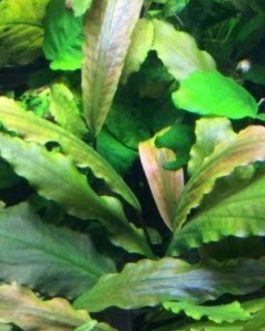 Laganandra keralensis (Large pot)