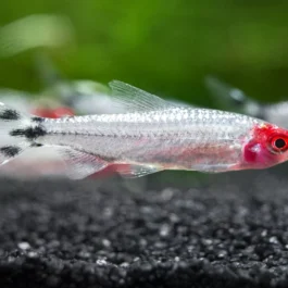 Brilliant Rummy Nose Tetra ( 6 pcs)