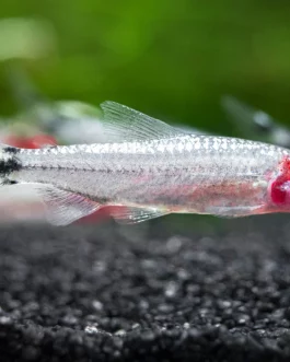 Brilliant Rummy Nose Tetra ( 6 pcs)