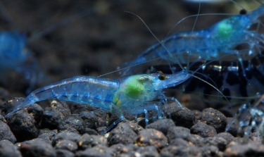 Blue Pearl Palmata ( 5 pcs) - Image 4