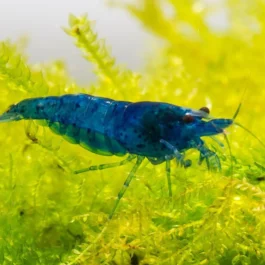 Blue Dream Neo Caridina (5 pcs)