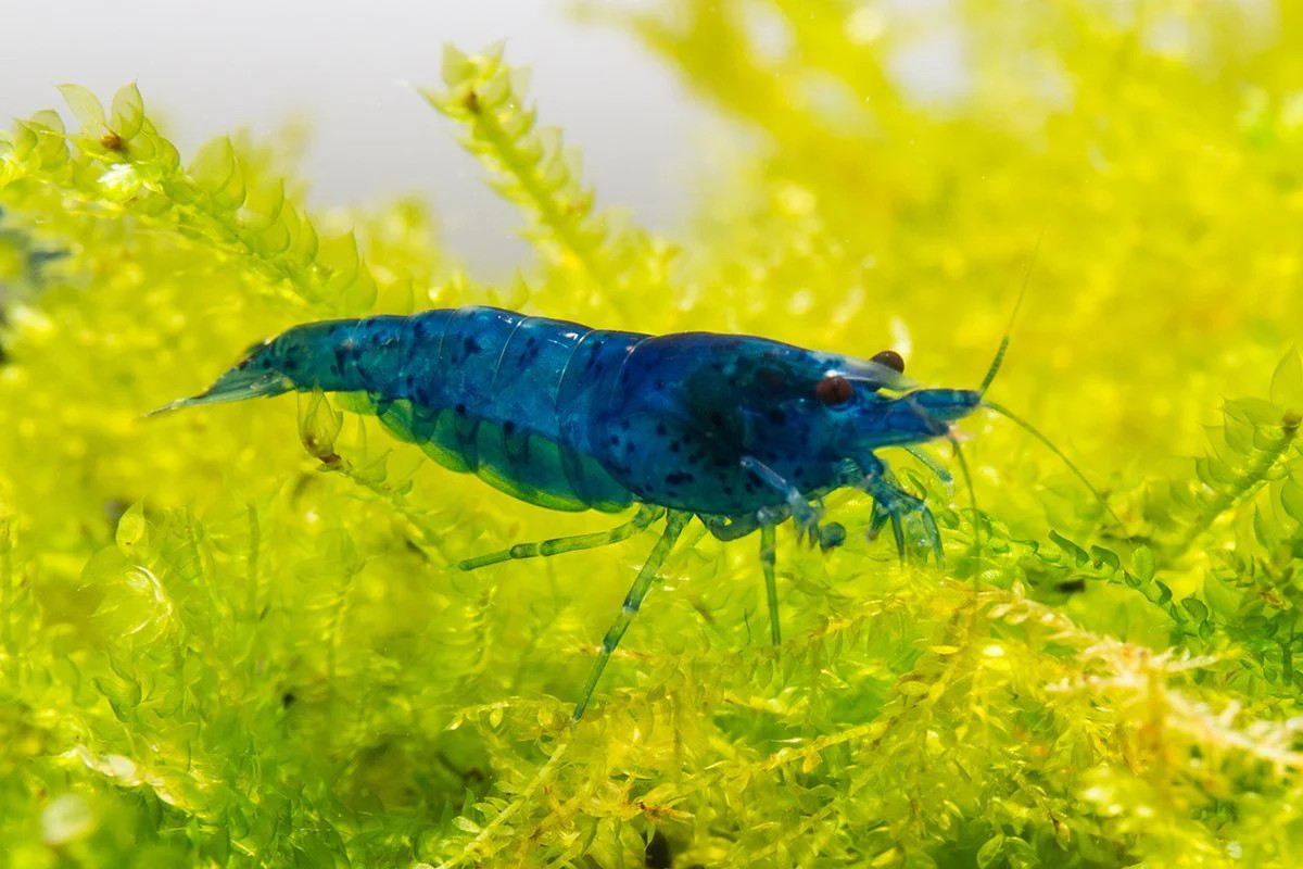 Blue Dream Neo Caridina (5 pcs) - Image 2