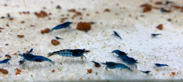 Blue Dream Neo Caridina (5 pcs) - Image 4