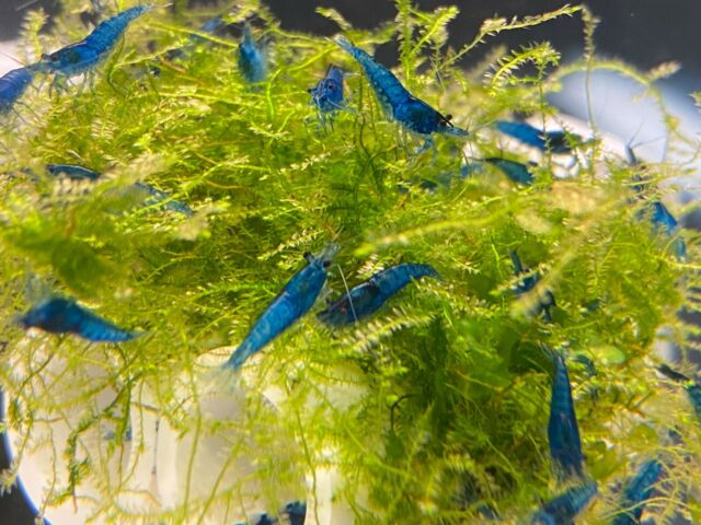 Blue Dream Neo Caridina (5 pcs) - Image 6