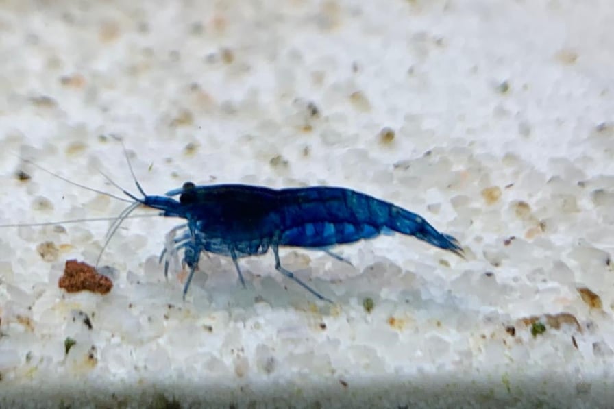 Blue Dream Neo Caridina (5 pcs) - Image 7