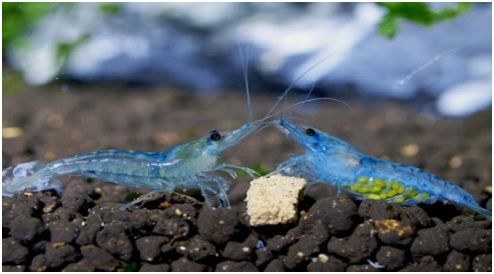 Blue Pearl Palmata ( 5 pcs) - Image 6