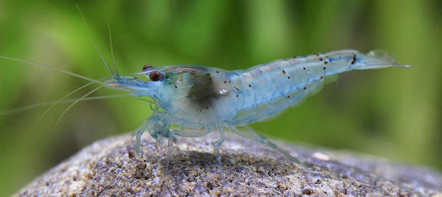 Blue Pearl Palmata ( 5 pcs) - Image 7