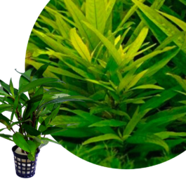 Hygrophila guianensis (large pot)