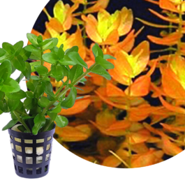 Bacopa caroliniana saffron red (pot)
