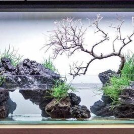 Aquarium Black Lava Rock (500 grams)