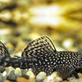 Black Bristlenose Pleco ( 4 pcs)