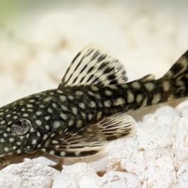 Black Bristlenose Pleco ( 4 pcs)