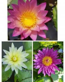 Waterlily combo (Tropical sunset, Moonbeam, Bullseye)