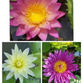 Waterlily combo (Tropical sunset, Moonbeam, Bullseye)