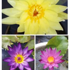 Carlos Sunshine, Lindsy wood, Chompu meamu Waterlily combo