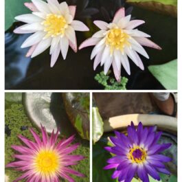 Waterlily combo (White waterlily, Pink flamingo, Tanzanite)