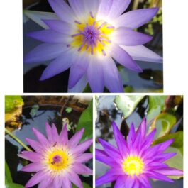Blue Capenise, Pink capenise, Blue whistle combo waterlily