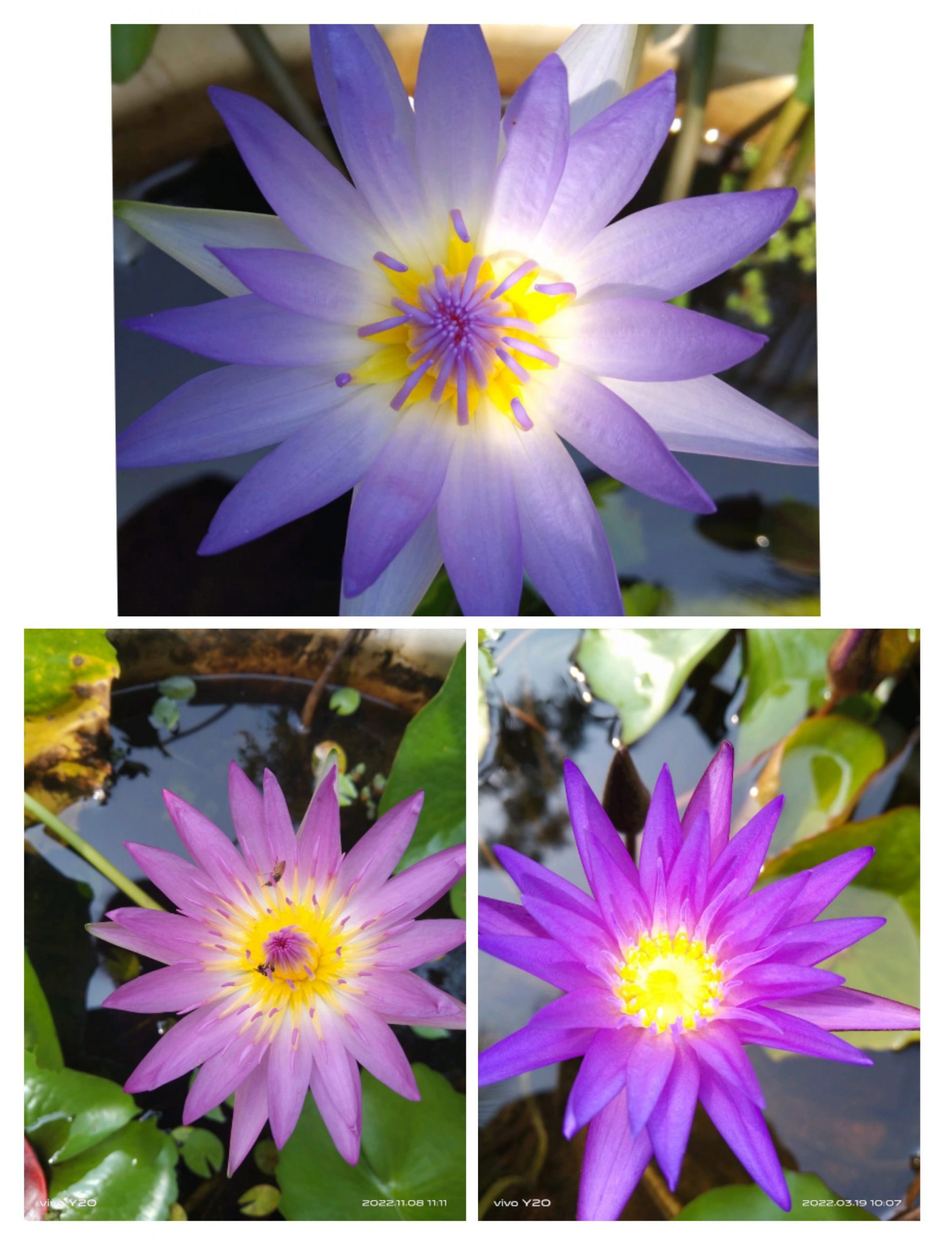 Blue Capenise, Pink capenise, Blue whistle combo waterlily