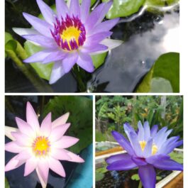Waterlily combo (Purple coloratta, Peach blow, Giggattia)