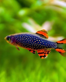 Galaxy Rasbora( 6 fishes)