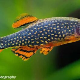 Galaxy Rasbora( 6 fishes)