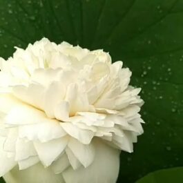 Ultimate thousand petal white Lotus